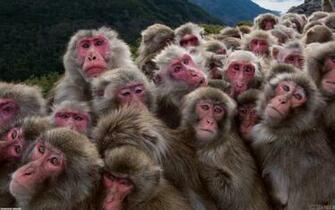 Monkeys Wallpaper Open Walls