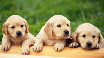 Cute Puppy Wallpaper For Desktop