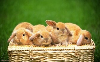 Rabbit Wallpaper In HD Greens Sweet Cute
