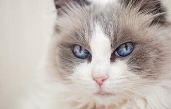 Wallpaper Cat Look Portrait Muzzle Blue Eyes Ragdoll Image