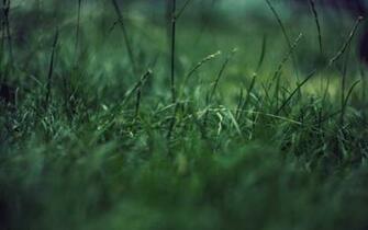 Grass HD Wallpaper Background Image Id