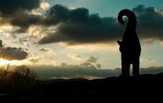 Wallpaper Cat Animal Silhouette Tail Sky Cats