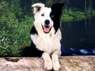 Border Collie Wallpaper