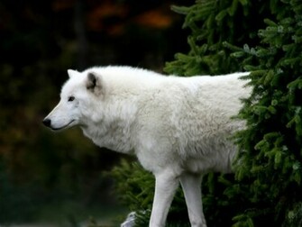 White Wolf Wallpaper HD In Animals Imageci