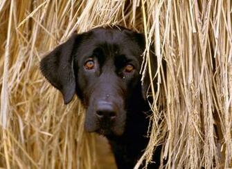 Labrador Retriever Computer Wallpaper Desktop Background