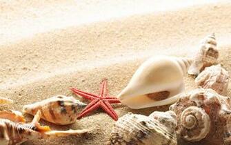Sand Seashells Wallpaper HD Walldiskpaper