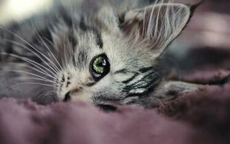 Cat Eyes Wallpaper By Alexandruiuilian