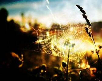 Sunny Wallpaper Background Desktop Com Jpg