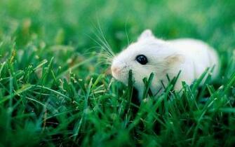 Hamster Wallpaper Best