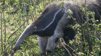 Anteater Wallpaper High Quality And Resolution