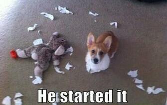 Although I Have Other Corgi S Still Miss My Chrissy Like Crazy