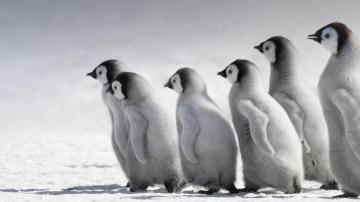 Penguin Background Id Laptop For Pc