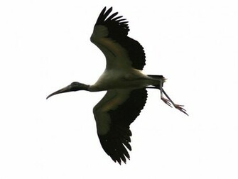 Stork Wallpaper And Background Animals Town