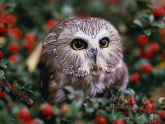 Cute Owl