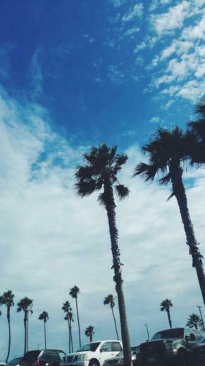 Palm Trees iPhone Wallpaper