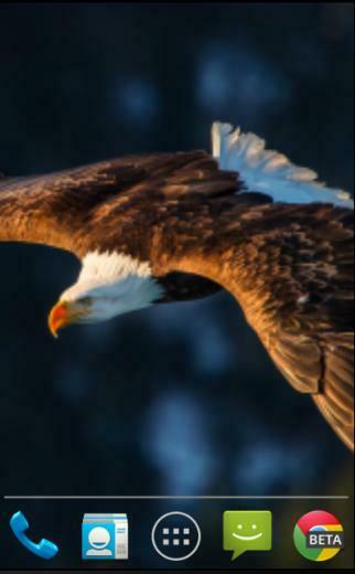 Bald Eagle Live Wallpaper Android Apps Op Google Play