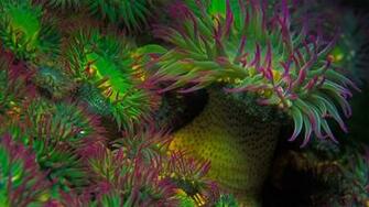 Purple Tipped Sea Anemones Off The Coast Of Vancouver Island British