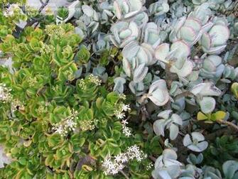 Plantfiles Pictures Dollar Plant Jade Tree Money