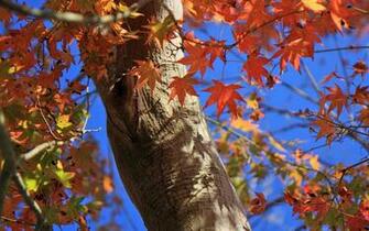 Travel Japan Beautiful Fall Scenery In Rokkosan No