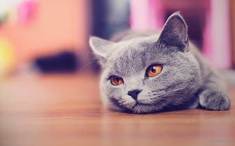 Cute Cat Wallpaper For Desktop