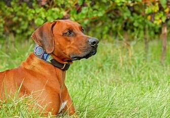 HD Wallpaper Adult Tan Redbone Coonhound Rhodesian Ridgeback
