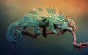 Colorful Chameleon Wallpaper HD Tapandaola111