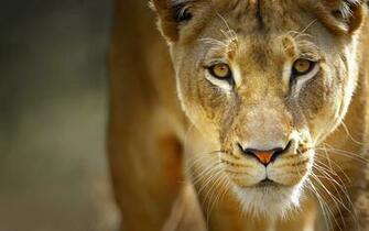 Wallpaper Lion Wild Cat Big Face Mustache Desktop
