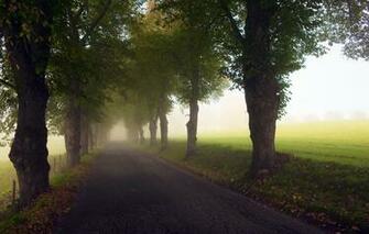 Asphalt Foliage Late Summer Field Wallpaper Landscapes