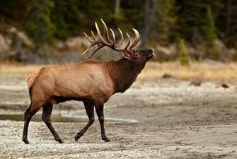 Bull Elk Elks Deer Wallpaper