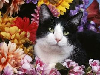 Cats Untitled Shorthair Kitten Sitting Pretty Tuxedo Cat