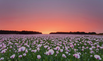 Poppy Flowers Field Laptop Full HD 1080p 4k Wallpaper