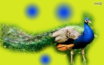 Peacock Background Blue Wallpaper Desktop