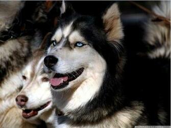 Siberian Husky Theme For Windows Pimp Your Gadgets