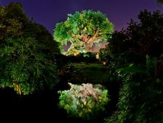 Animal Kingdom Tree Of Life Desktop Wallpaper X On