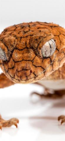 Gecko iPhone Wallpaper