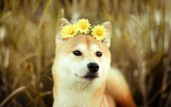 Shiba Inu Resimleri