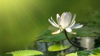 Lotus Wallpaper Best