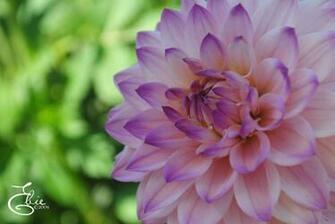 Dahlias Flowers Wallpaper