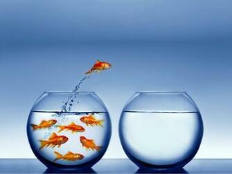 3d Art Wallpaper Gold Fish Snegidhi