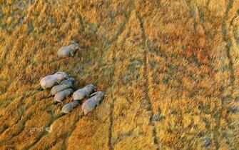 Nature Landscape Plains Animals Wildlife Elephants Aerial