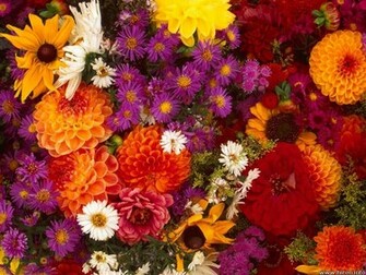 Spring Flowers Background You Are Ing Best And Beautiful