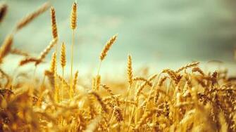 Wallpaper Macro Wheat Rye Ear Field Desktop Nature
