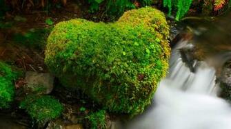 Hoh Rainforest Olympic National Park Washington Arco P