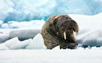 Animal Walrus Wallpaper