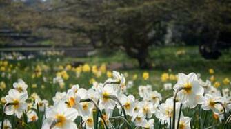 Widescreen Desktop Spring Photo Meadow Wallpaper HD