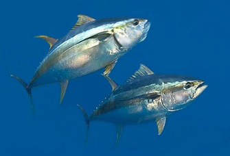Game Fishing Club Of South Australia