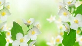 Jasmine Flowers Wallpaper