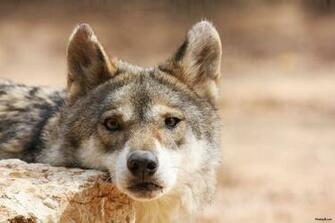 Wolf Puppies HD Wallpaper In For Your