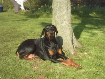 Doberman Wallpaper
