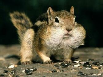 Wallpaper Funny Goat Squirrel
